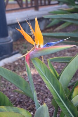 Papier peint  strelitzia, The bird of paradise or bird flower