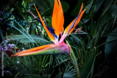 Papier peint  Strelitzia, the Bird of Paradise tropical flower