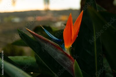 Papier peint  Strelitzia, the canarian crane flower
