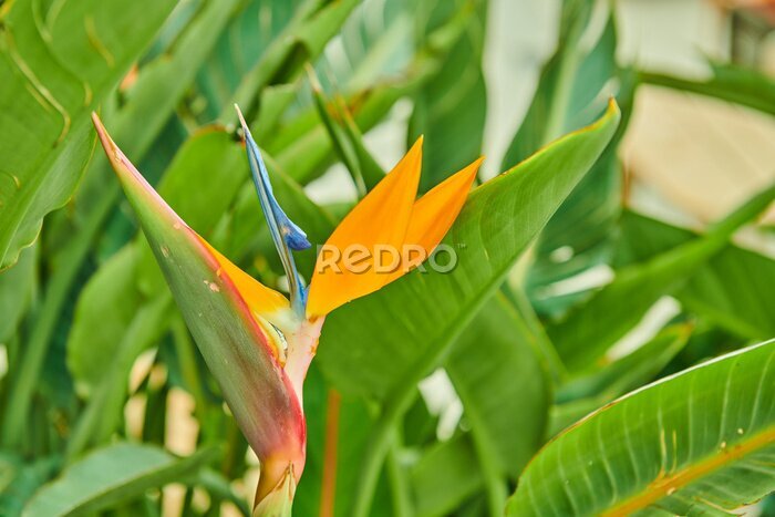 Papier peint  Strelitzia the flower is very bright and beautiful