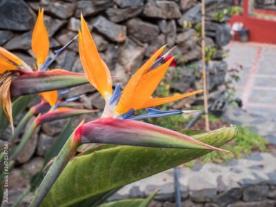 Papier peint  Strelitzia - traditional flower of Tenerife island. Sunny summer day.