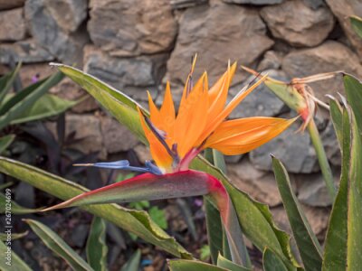 Papier peint  Strelitzia - traditional flower of Tenerife island. Sunny summer day.
