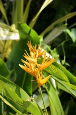 Papier peint  Strelitzia tropical exotic flower. Close up view of yellow bird of paradise flower. Crane flower.