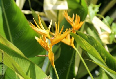 Papier peint  Strelitzia tropical exotic flower. Close up view of yellow bird of paradise flower. Crane flower.