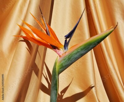 Papier peint  Strelitzia, tropical exotic flower, floral image
