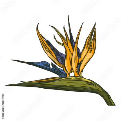 Papier peint  Strelitzia tropical flower. Bird of paradise.  Hand drawn black ink outline. Stylized colorful flower isolated on white background. Decoration element. Exotic jungle. Paradise nature.