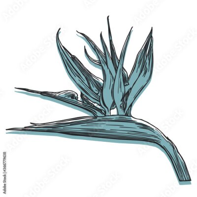 Papier peint  Strelitzia tropical flower. Hand drawn outline in black ink and displaced silhouette of the flower. Stylized bird of paradise isolated on a white background. Decoration element. Exotic jungle. 