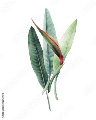 Papier peint  Strelitzia. Tropical flowers and leaves. Bouquet of flowers, can be used as greeting card, invitation card for wedding, birthday and other holiday and  summer background.  Watercolor illustration