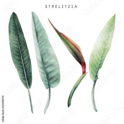 Papier peint  Strelitzia. Tropical flowers and leaves. Watercolor illustration
