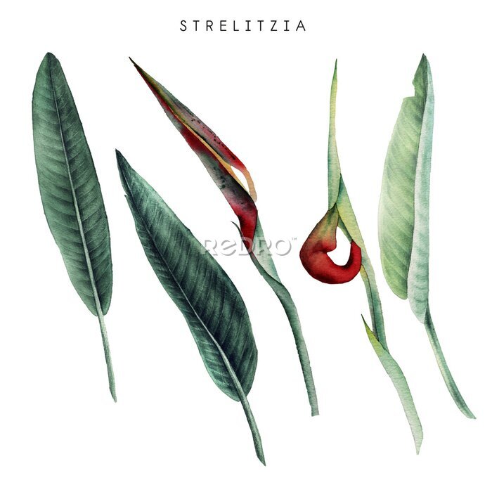Papier peint  Strelitzia. Tropical flowers and leaves. Watercolor illustration
