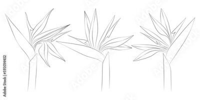 Papier peint  Strelitzia tropical flowers set. Vector botanical illustration, contour graphic drawing.
