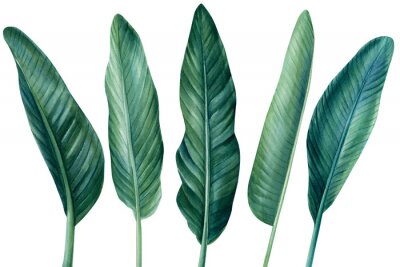 Papier peint  Strelitzia, tropical palm leaves on isolated white background, watercolor botanical illustration