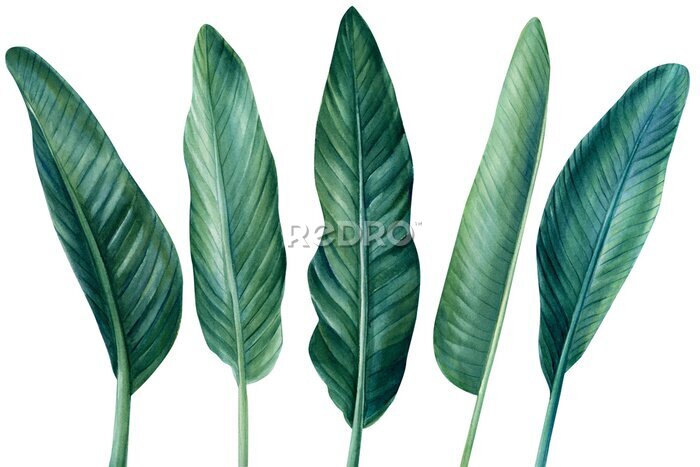 Papier peint  Strelitzia, tropical palm leaves on isolated white background, watercolor botanical illustration