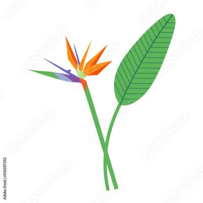 Papier peint  Strelitzia tropical plant vector color isolated illustration.
