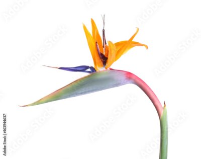 Papier peint  Strelitzia tropicale tropicale isolée sur blanc