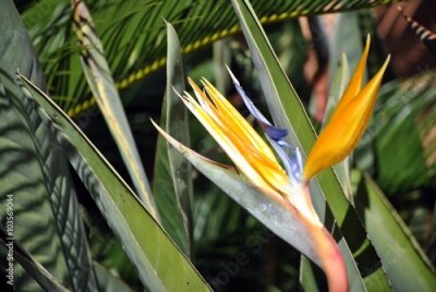 Papier peint  Strelitzia uccello del paradiso