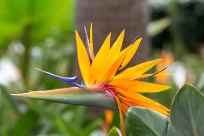 Papier peint  Strelitzia, une fleur tropicale ou fleur d’oiseau de paradis à Funchal sur l’île de Madère, au Portugal.