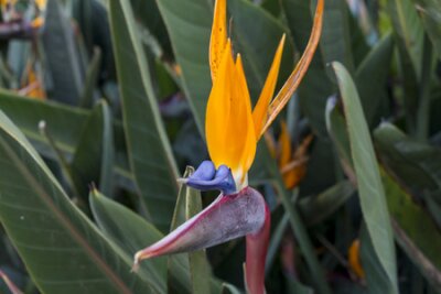 Papier peint  Strelitzia unique coloré bleu et orange tropicale ou Grues fleurs avec sa longue spathe pointue utilisée par les oiseaux viennent se nourrir de nectar et pour aider à la pollinisation