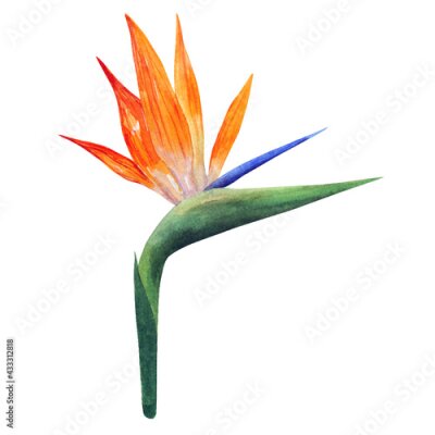 Papier peint  Strelitzia. Vector art. Beautiful orange colorful flower. Hand drawn watercolor illustration. Isolated on white background.