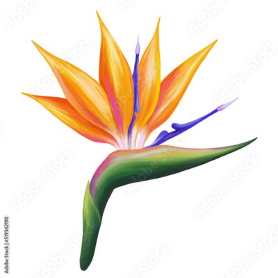 Papier peint  Strelitzia vector. Beautiful orange colorful tropic flower. Hand drawn realistic botanical illustration. Isolated on white.