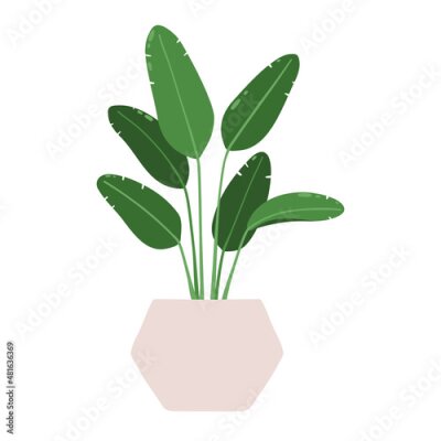 Papier peint  Strelitzia. Vector illustration of a houseplant in a pot. Isolated on white background.