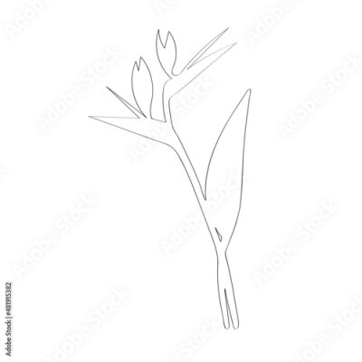 Papier peint  Strelitzia vector sketch. Black outline sketch of strelitzia flowers isolated on white background. Strelitzia, crane lily, bird of paradise. Botanical vector illustration.