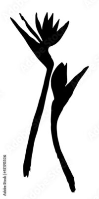 Papier peint  Strelitzia vector sketch. Black silhouette of strelitzia flowers isolated on white background. Strelitzia, crane lily, bird of paradise. Botanical vector illustration.