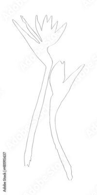Papier peint  Strelitzia vector sketch. Black silhouette of strelitzia flowers isolated on white background. Strelitzia, crane lily, bird of paradise. Botanical vector illustration.