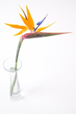 Papier peint  Strelitzia, verre, vase, blanc, fond
