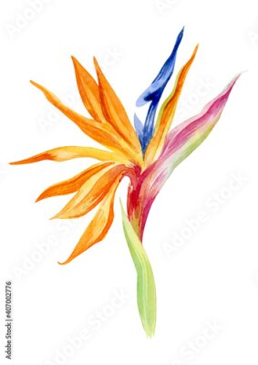 Papier peint  Strelitzia watercolor flower