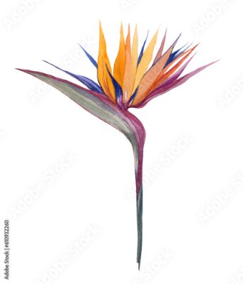 Papier peint  Strelitzia watercolor flower. Exotic, bright tropical flower. Botanical illustration, tropical flora. Beautiful orange flower on a white background.