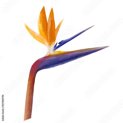 Papier peint  Strelitzia Watercolor Illustration Isolated on White Background