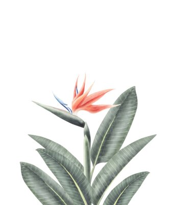 Papier peint  Strelitzia watercolor tropical poster isolated on a transparent background.