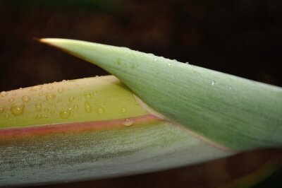 Papier peint  strelitzia wet from morning dew