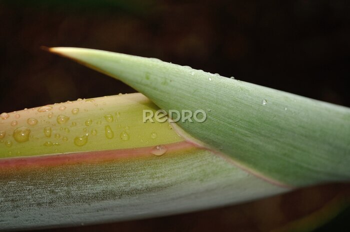 Papier peint  strelitzia wet from morning dew