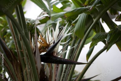 Papier peint  Strelitzia white flower close up