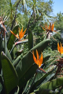 Papier peint  strelitzia with flowers