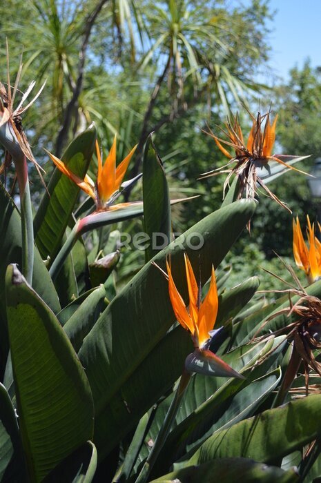 Papier peint  strelitzia with flowers