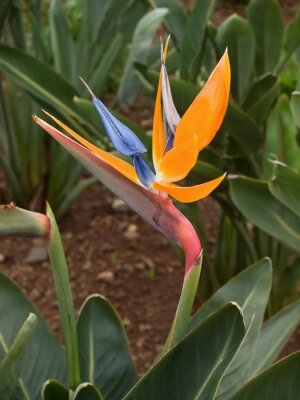 Papier peint  Strelitzia with the wonderful flower