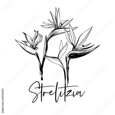 Papier peint  Strelitzia word and black line strelitzia flowers. Tropic outline floral illustrations. Tropical collection. Ink sketch in watercolor style. Hand drawn line on white background