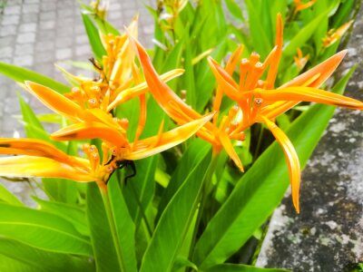 Papier peint  Strelitzias a bird of paradise Against A Wall of yellow orange color.