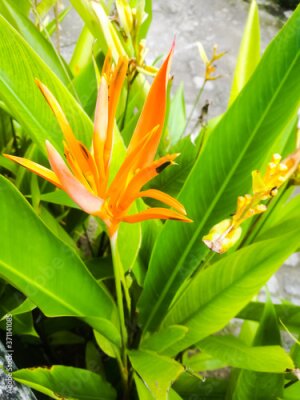 Papier peint  Strelitzias a bird of paradise Against A Wall of yellow orange color.