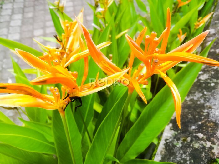 Papier peint  Strelitzias a bird of paradise Against A Wall of yellow orange color.