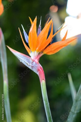 Papier peint  Strelitzias in a South African garden