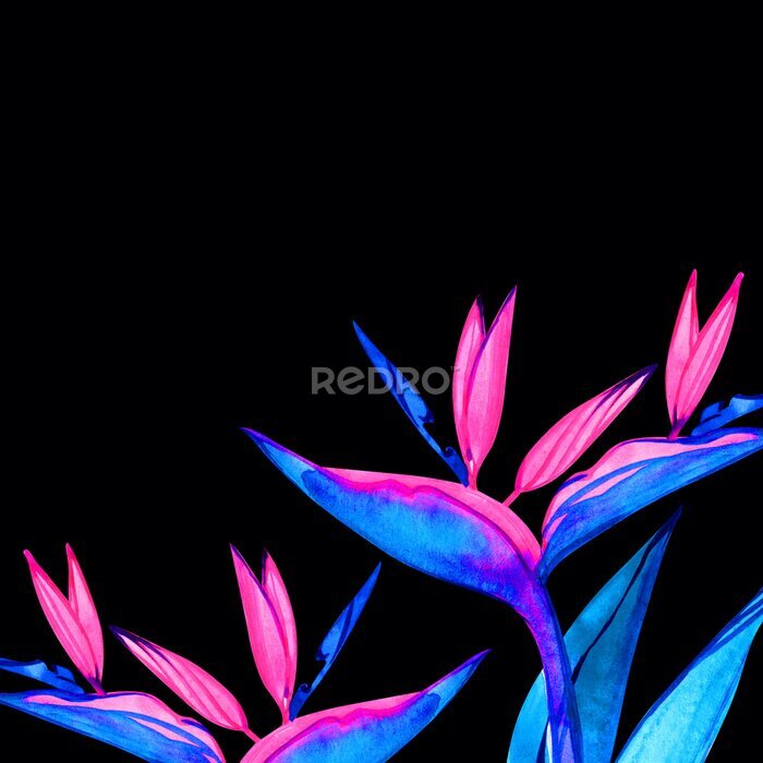 Papier peint  Strelitzias néon sur fond noir