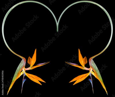 Papier peint  Strelitzias sur fond noir