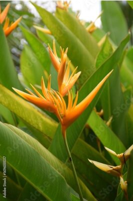 Papier peint  Strelitzie, oiseau de proie, Strelitzia reginae