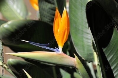 Papier peint  Strelitzie, Papageienblume (Strelitzia), Casino Park, Fürstentum Monaco, Europa