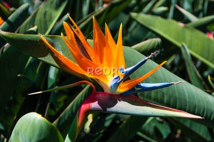 Papier peint  Strelitzie - Paradiesvogelblume (Strelitzia reginae)