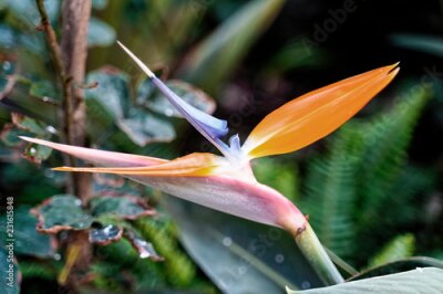 Papier peint  Strelitzie (Strelitzia reginae), Blüte, Ténérife, Etats-Unis d'Amérique, Espagne, Europe